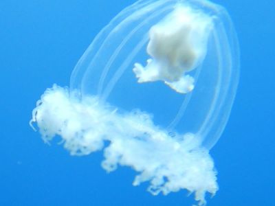 PADI Scuba diving in Rethymno Crete with Atlantis Diving Center 10.JPG