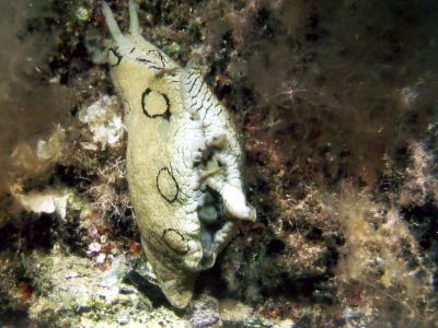 PADI Scuba diving in Rethymno Crete with Atlantis Diving Center4.jpg