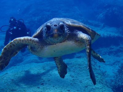 Turtle PADI Scuba diving in Rethymno Crete with Atlantis Diving Center.JPG